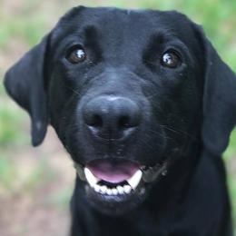 Labrador Retrievers from Bruce Smith's Labrador Retrievers