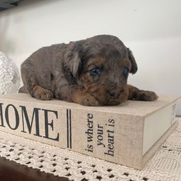 Max - Fawn male Havapoo puppy in Dothan, Alabama from Leo’s Teddy Bear doodles