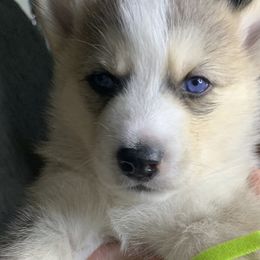Siberian Husky Puppies from Debra's Huskys