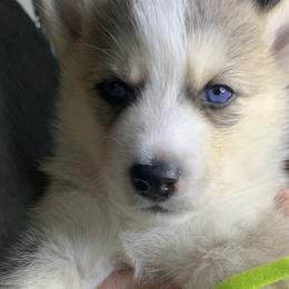 Siberian Husky Puppies from Debra's Huskys