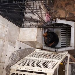 Rottweiler Puppies from Gottlïchen Rottweilers