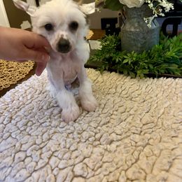 Orion - Pink and slate male Chinese Crested puppy in Blue Earth, Minnesota from Ciao Bella Chinese Cresteds