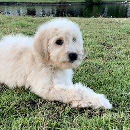 French Bulldog, Goldendoodle, and Golden Retriever Puppies from Crystal Coast Kennels, LLC