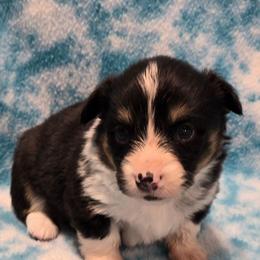 BLUE BOY-fluffy tail docked - Black and tan male American Corgi puppy in Walker, Iowa from Double K Corgis