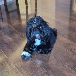 Luna - Shih Tzu