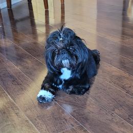 Luna - Shih Tzu