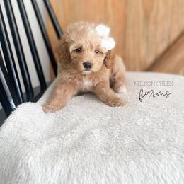Jade - Apricot female Maltipoo puppy in Huntsville, Texas from Nelson Creek Farms