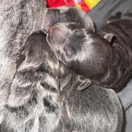 Oatmeal - Blue female German Shepherd puppy in Fort Jennings, Ohio from Von Holtzapple German shepherds
