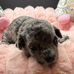 Chanel - Grey female Maltipoo puppy in Colonial Beach, Virginia from BeachRidge Pups