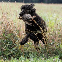 Quil - Poodle