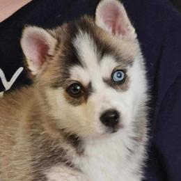 Pomsky puppies from Mountain High Kennels