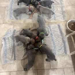 Cane Corso from Mo Puppies