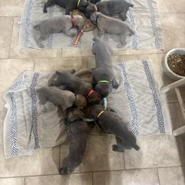 Cane Corso from Mo Puppies