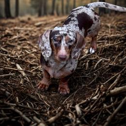 Socks - Dachshund
