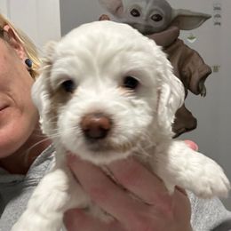 Rainy - Buff and white female Cockapoo puppy in Salem, Oregon from Capital Doodles