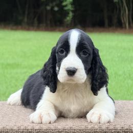 Boy 4 - male English Springer Spaniel puppy in Palmdale, California from Legacy