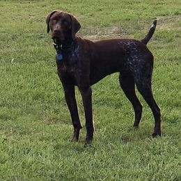 German Shorthaired Pointers from Briar Creek Pointers