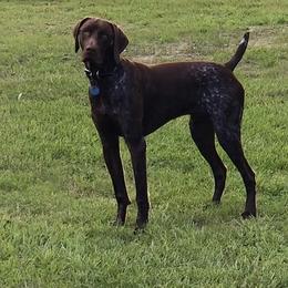 German Shorthaired Pointers from Briar Creek Pointers