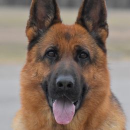 Toya - German Shepherd