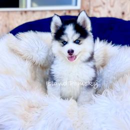 Musubi - Black and white male Pomsky puppy in Hawaii from Island Pomskies