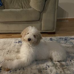 Chloe - Goldendoodle