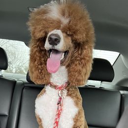 Tabby - Poodle