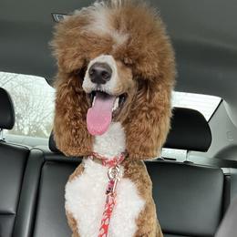 Tabby - Poodle