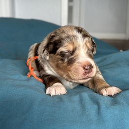Australian Shepherd Puppies from Cold Creek Aussies