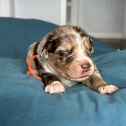Australian Shepherd Puppies from Cold Creek Aussies