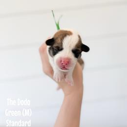 Dodo - Green - Red male Pembroke Welsh Corgi puppy in Milan, Georgia from Williams’ Welsh Corgis LLC