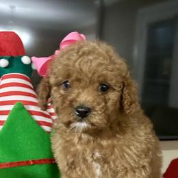 Jolie - Red  female Goldendoodle puppy in Mint Hill, North Carolina from DoodleForever