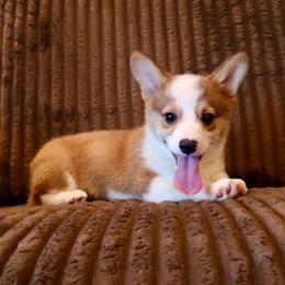 Smooch - Sable male Pembroke Welsh Corgi puppy in Arcanum, Ohio from Weissway Corgis