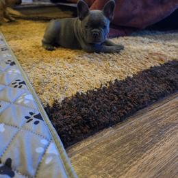 Girl 2 - Blue female French Bulldog puppy in Crane, Missouri from James River French Bulldogs
