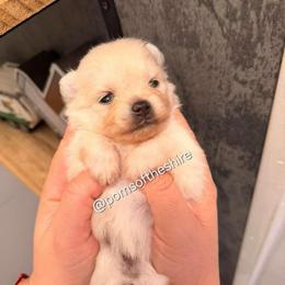 Éowyn - Cream parti female Pomeranian puppy in Boca Raton, Florida from Poms of The Shire