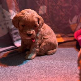 Angel - Red female Cavapoo puppy in Gainesville, Florida from Alyssa Xxweetdoodles