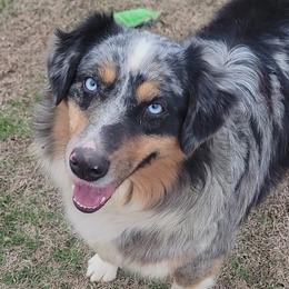 Australian Shepherds from Bluff View Aussies