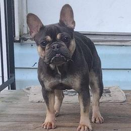 Lucy - French Bulldog