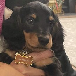 Dachshund Puppies from Pigeon Hill Dachshunds
