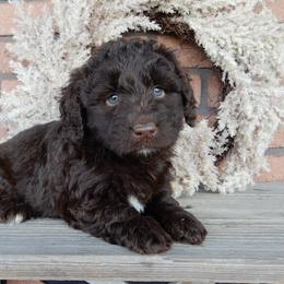 Dolly - Chocolate female Labradoodle puppy in Millersburg, Ohio from My Pals