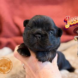 Toy Story's Jessie - Black and tan female French Bulldog puppy in Salem, Oregon from Toy House Frenchies