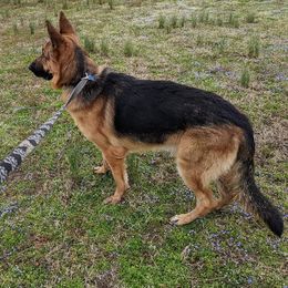 German Shepherds from Beede Kennels