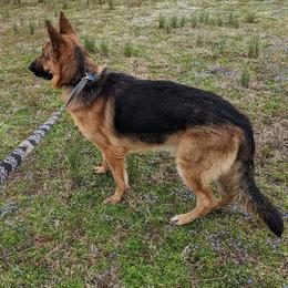 German Shepherds from Beede Kennels