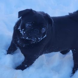 Dino  - Pug (Non-standard)