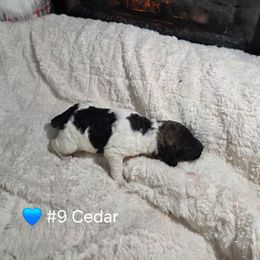 Cedar - Parti male Poodle puppy in Osage Beach, Missouri from Pups Are Us