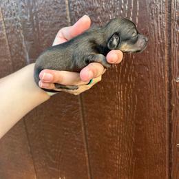 Darlin's shaded cream - Cream female Dachshund puppy in Rattan, Oklahoma from Burgett’s Barnyard Dachshunds