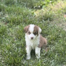 Australian Shepherd Puppies from Folsom’s Wigglebutts