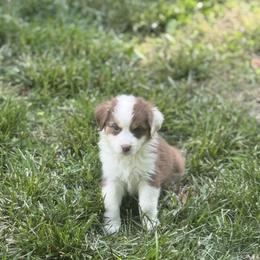 Australian Shepherd Puppies from Folsom’s Wigglebutts