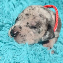 Pink Collar Blue Merle Female - Merlequin female Great Dane puppy in Alvarado, Texas from Texas Blue Danes
