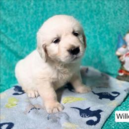 Willow Boy 1 - Light golden male Golden Retriever puppy in Niles, Michigan from Composer Goldens