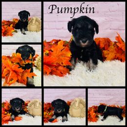 Pumpkin - Black and silver male Miniature Schnauzer puppy in Springfield, Tennessee from My Lovable Schnauzers
